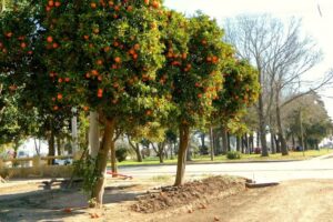 Capitán General Bernardo O’Higgins
